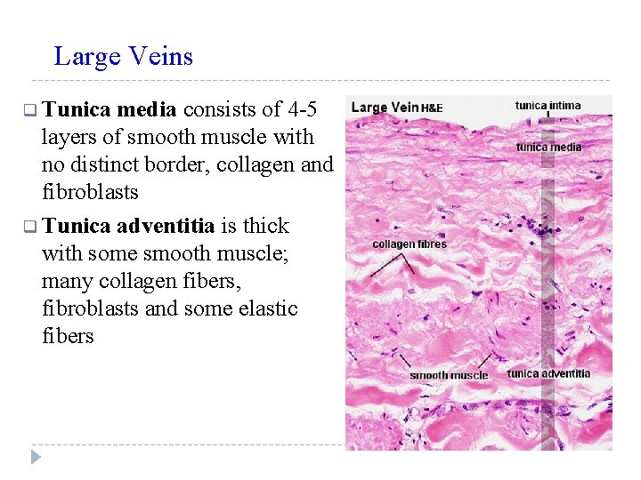 Large Veins q Tunica media consists of 4 -5 layers of smooth muscle with