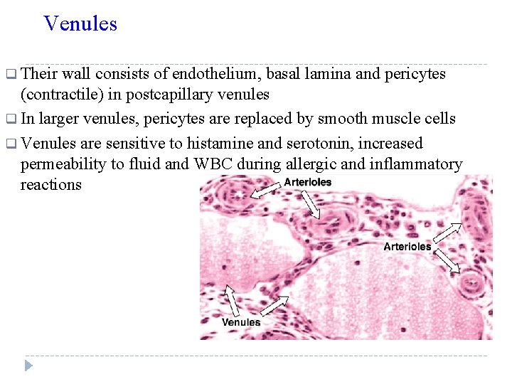 Venules q Their wall consists of endothelium, basal lamina and pericytes (contractile) in postcapillary