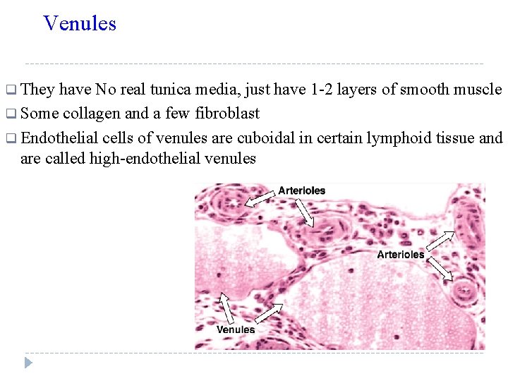 Venules q They have No real tunica media, just have 1 -2 layers of