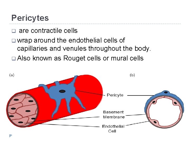 Pericytes are contractile cells q wrap around the endothelial cells of capillaries and venules