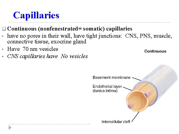 Capillaries q Continuous • • • (nonfenestrated= somatic) capillaries have no pores in their