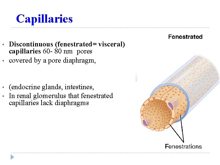 Capillaries • • Discontinuous (fenestrated= visceral) capillaries 60 - 80 nm pores covered by