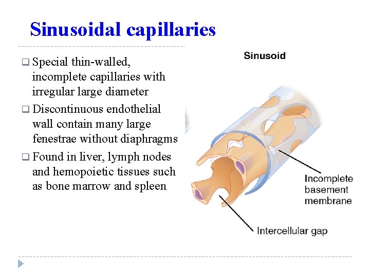 Sinusoidal capillaries q Special thin-walled, incomplete capillaries with irregular large diameter q Discontinuous endothelial