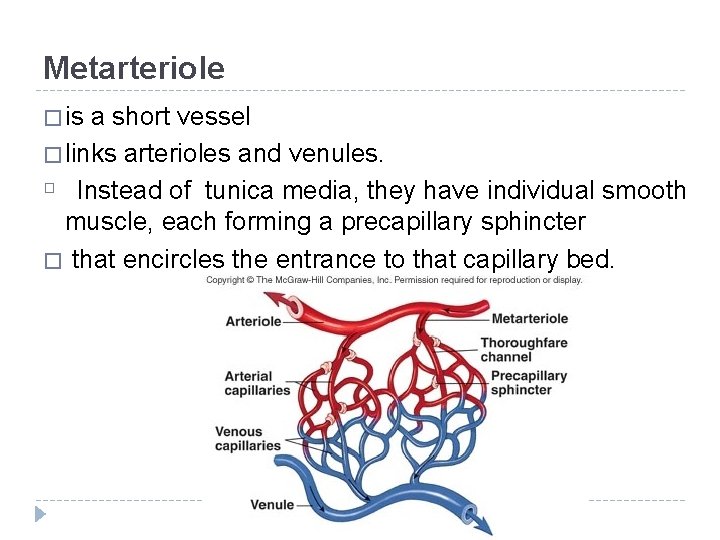 Metarteriole � is a short vessel � links arterioles and venules. � Instead of