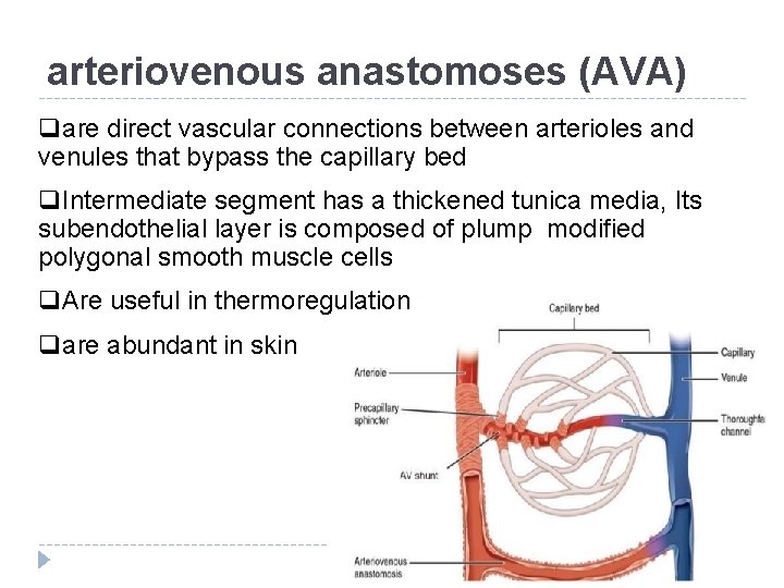 arteriovenous anastomoses (AVA) qare direct vascular connections between arterioles and venules that bypass the