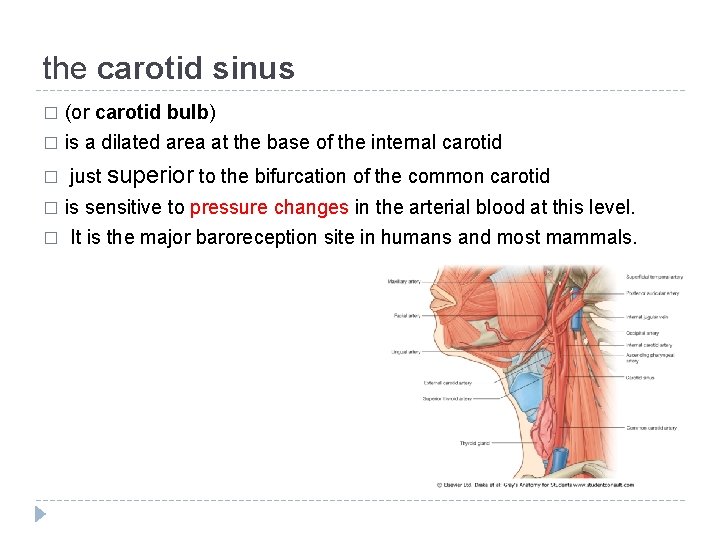 the carotid sinus (or carotid bulb) � is a dilated area at the base