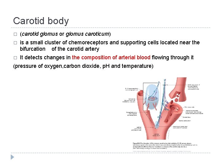 Carotid body � (carotid glomus or glomus caroticum) � is a small cluster of