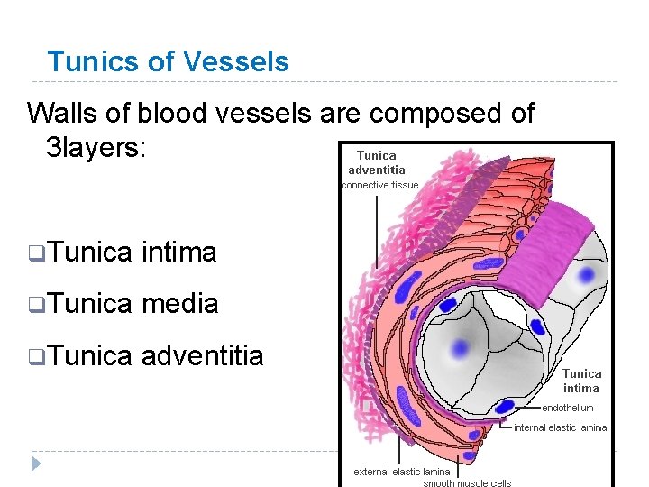 Tunics of Vessels Walls of blood vessels are composed of 3 layers: q. Tunica