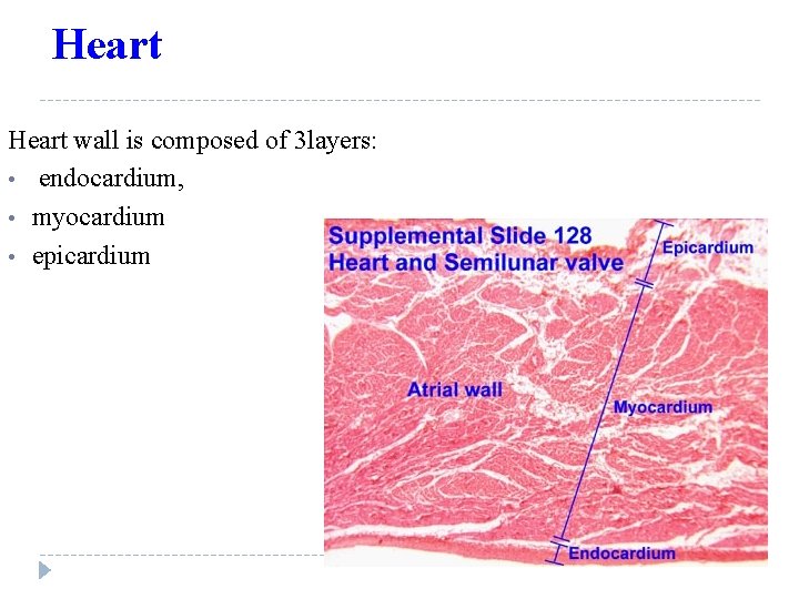 Heart wall is composed of 3 layers: • endocardium, • myocardium • epicardium 