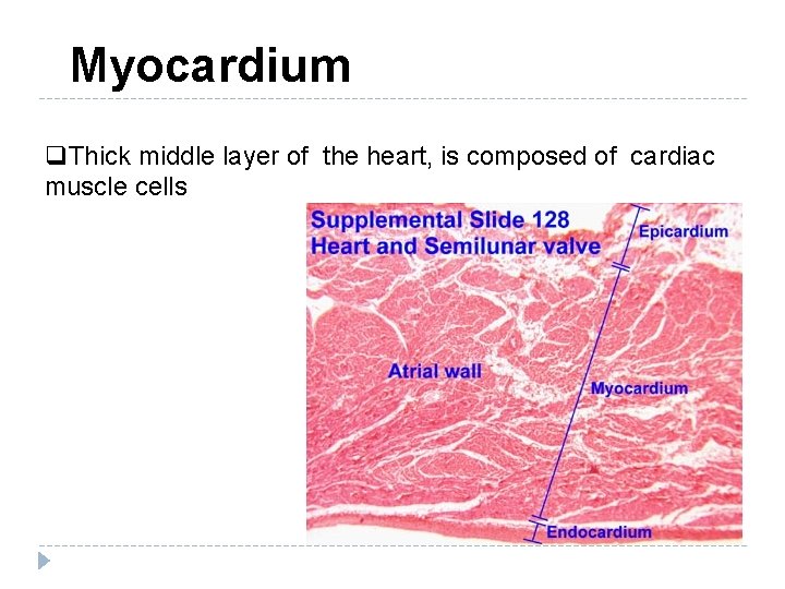 Myocardium q. Thick middle layer of the heart, is composed of cardiac muscle cells