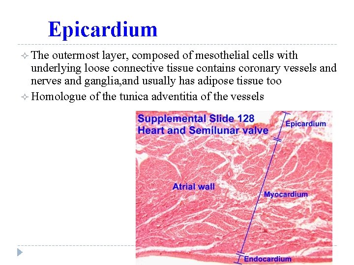 Epicardium ² The outermost layer, composed of mesothelial cells with underlying loose connective tissue