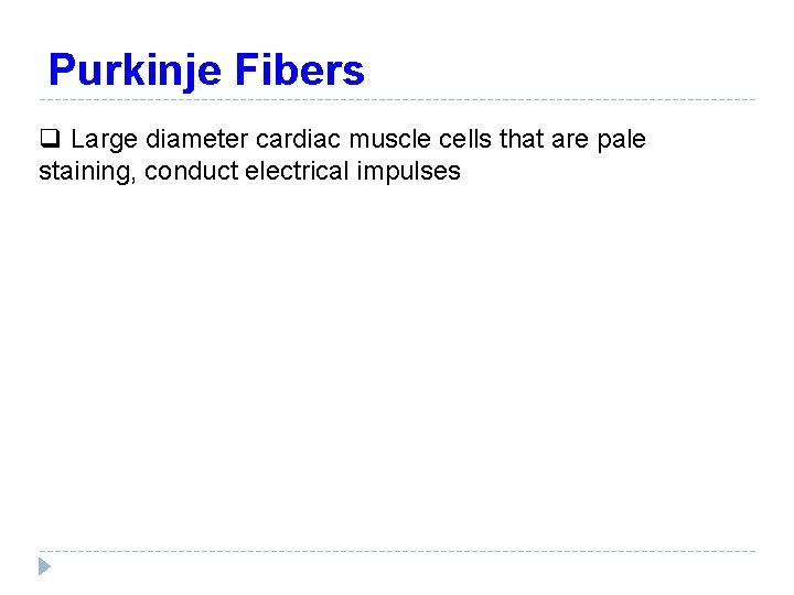 Purkinje Fibers q Large diameter cardiac muscle cells that are pale staining, conduct electrical