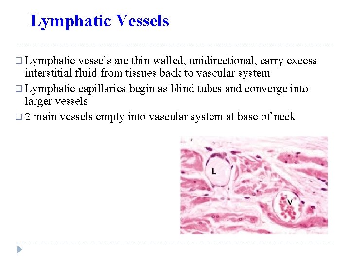 Lymphatic Vessels q Lymphatic vessels are thin walled, unidirectional, carry excess interstitial fluid from