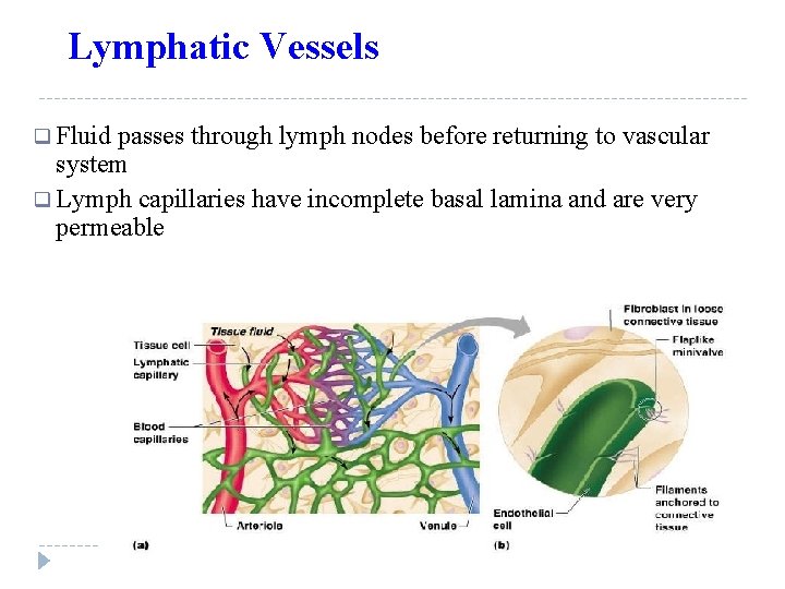 Lymphatic Vessels q Fluid passes through lymph nodes before returning to vascular system q