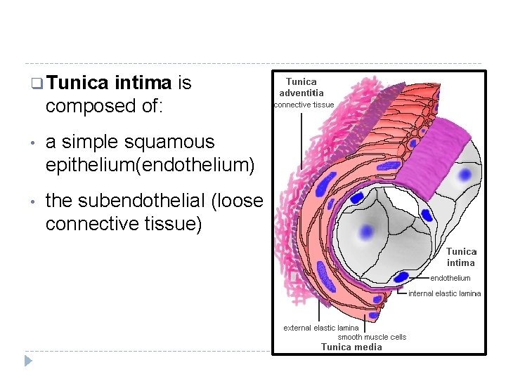 q Tunica intima is composed of: • a simple squamous epithelium(endothelium) • the subendothelial