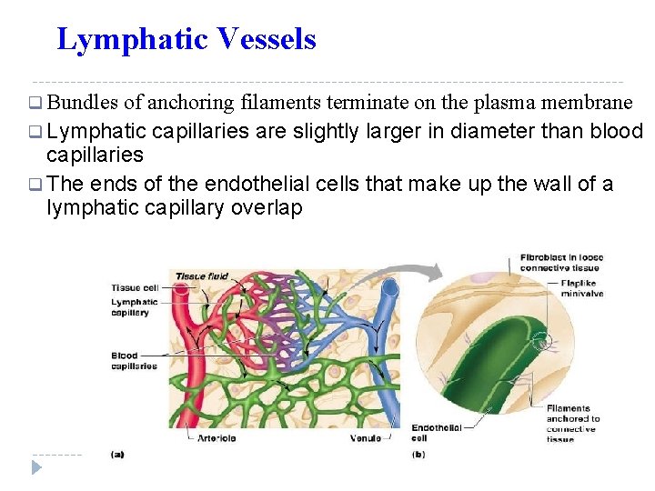 Lymphatic Vessels q Bundles of anchoring filaments terminate on the plasma membrane q Lymphatic