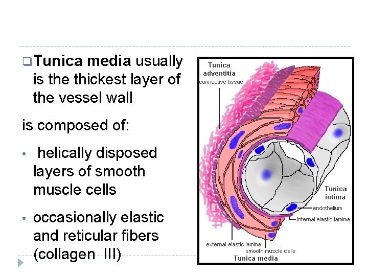 q Tunica media usually is the thickest layer of the vessel wall is composed