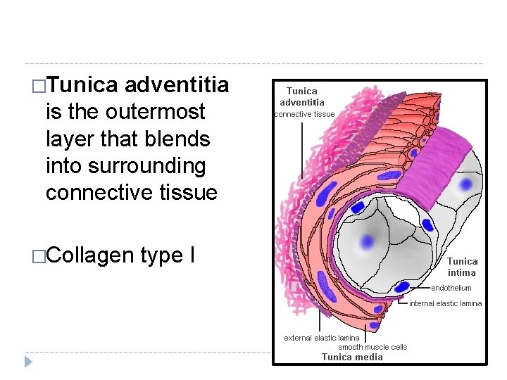 �Tunica adventitia is the outermost layer that blends into surrounding connective tissue �Collagen type