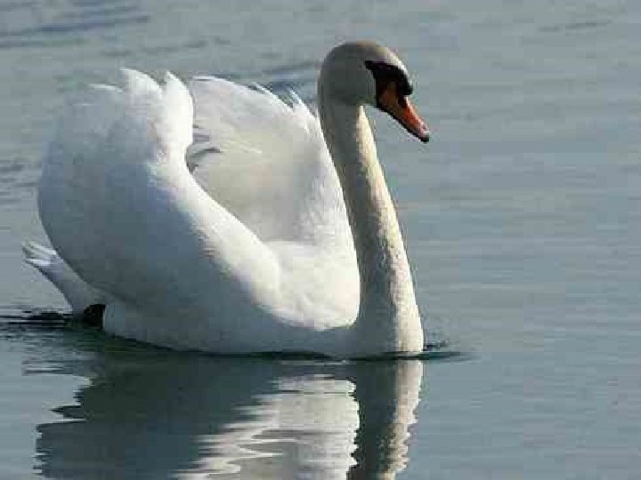 Swan Dance 