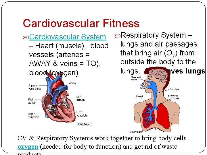 Cardiovascular Fitness Cardiovascular System – Heart (muscle), blood vessels (arteries = AWAY & veins