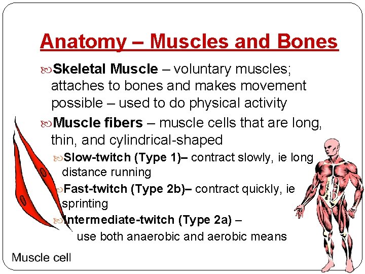 Anatomy – Muscles and Bones Skeletal Muscle – voluntary muscles; attaches to bones and