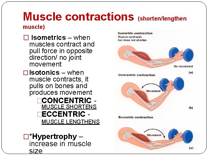 Muscle contractions (shorten/lengthen muscle) � Isometrics – when muscles contract and pull force in