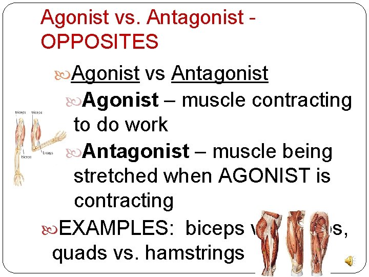 Agonist vs. Antagonist OPPOSITES Agonist vs Antagonist Agonist – muscle contracting to do work