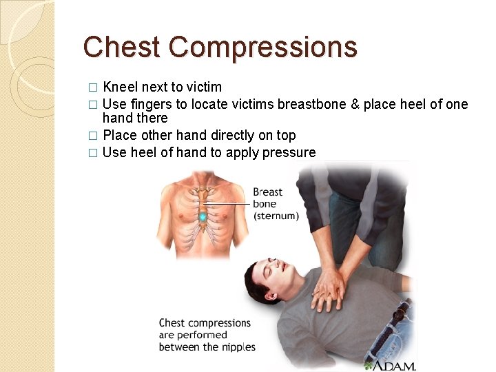 Chest Compressions Kneel next to victim � Use fingers to locate victims breastbone &