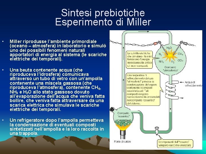 Sintesi prebiotiche Esperimento di Miller • Miller riprodusse l’ambiente primordiale (oceano – atmosfera) in