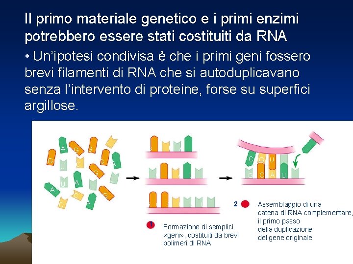 Il primo materiale genetico e i primi enzimi potrebbero essere stati costituiti da RNA