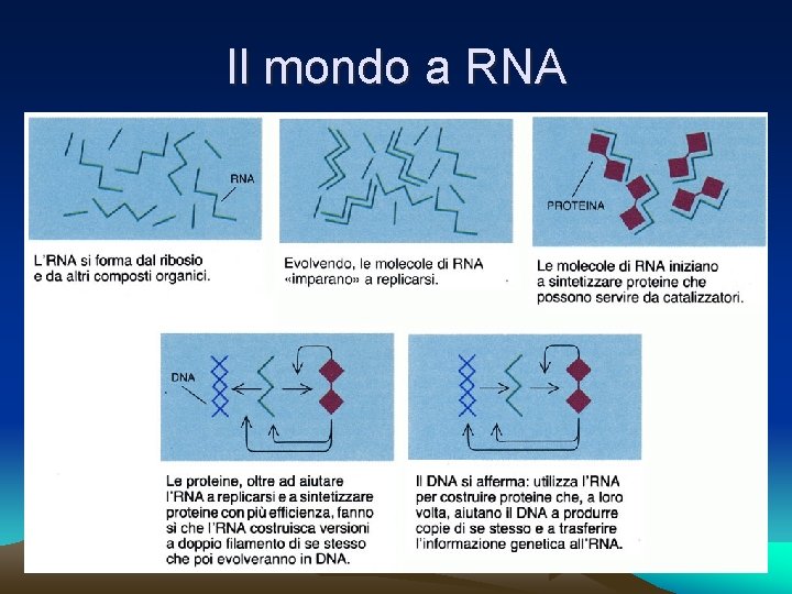 Il mondo a RNA 