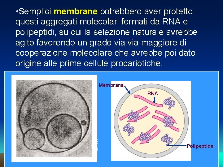  • Semplici membrane potrebbero aver protetto questi aggregati molecolari formati da RNA e