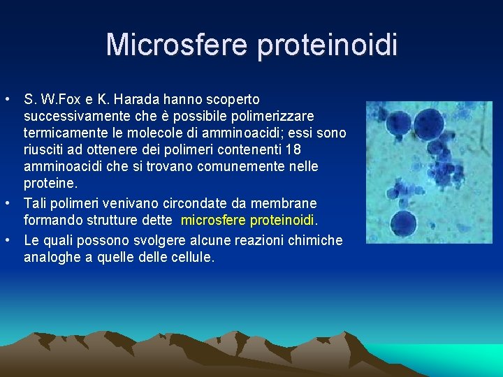 Microsfere proteinoidi • S. W. Fox e K. Harada hanno scoperto successivamente che è