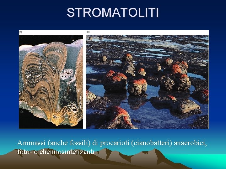 STROMATOLITI Ammassi (anche fossili) di procarioti (cianobatteri) anaerobici, foto- o chemiosintetizanti 