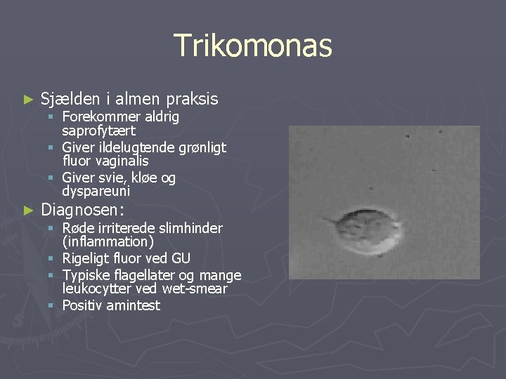 Trikomonas ► Sjælden i almen praksis ► Diagnosen: § Forekommer aldrig saprofytært § Giver