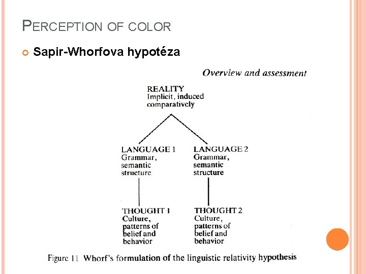 PERCEPTION OF COLOR Sapir-Whorfova hypotéza 