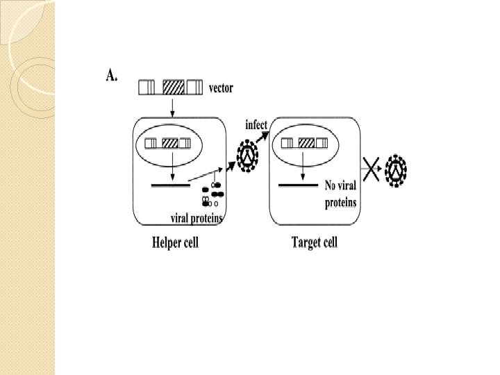 Gene Therapy and Viral Vector Lecture 1 and