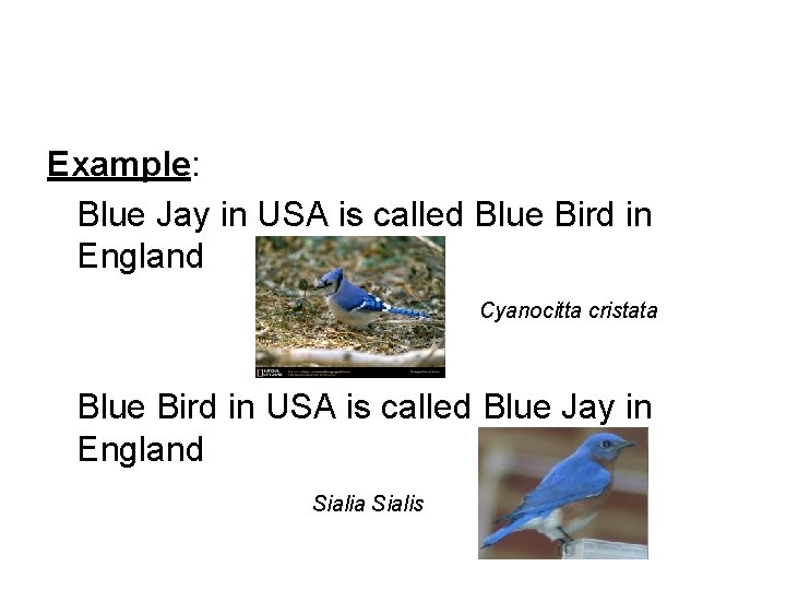 Example: Blue Jay in USA is called Blue Bird in England Cyanocitta cristata Blue