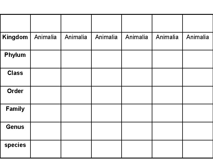 Kingdom Phylum Class Order Family Genus species Animalia Animalia 