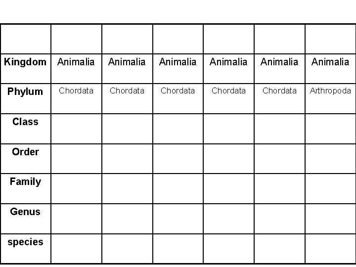 Kingdom Animalia Animalia Phylum Chordata Chordata Arthropoda Class Order Family Genus species 