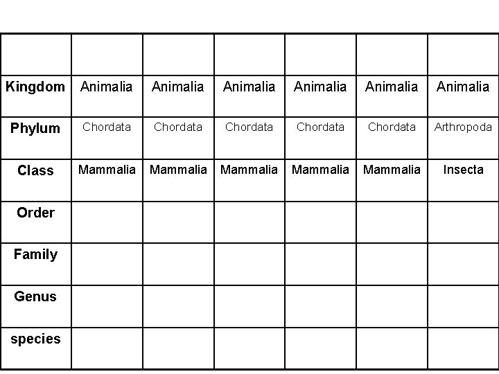 Kingdom Animalia Animalia Phylum Chordata Chordata Arthropoda Class Mammalia Mammalia Insecta Order Family Genus