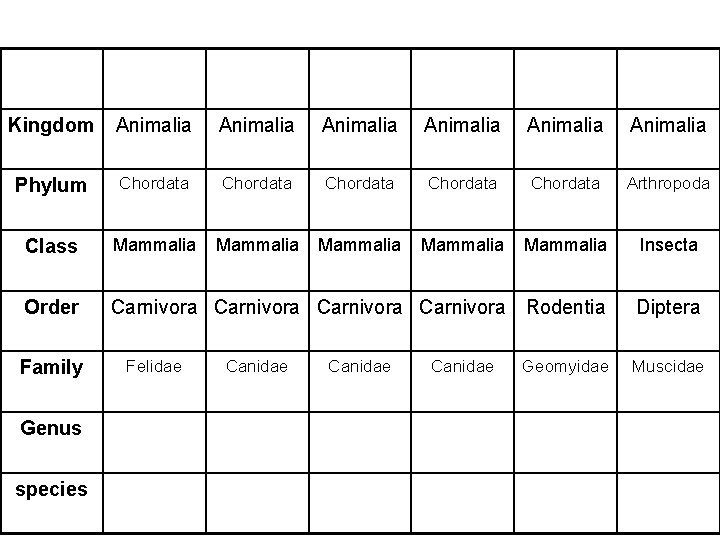 Kingdom Animalia Animalia Phylum Chordata Chordata Arthropoda Class Mammalia Mammalia Insecta Order Carnivora Rodentia