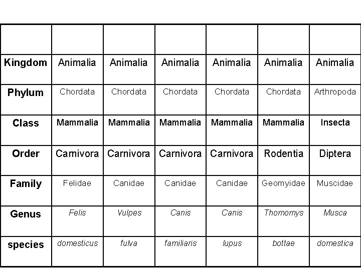 Kingdom Animalia Animalia Phylum Chordata Chordata Arthropoda Class Mammalia Mammalia Insecta Order Carnivora Rodentia