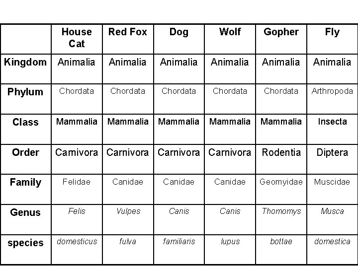 House Cat Red Fox Dog Wolf Gopher Fly Kingdom Animalia Animalia Phylum Chordata Chordata