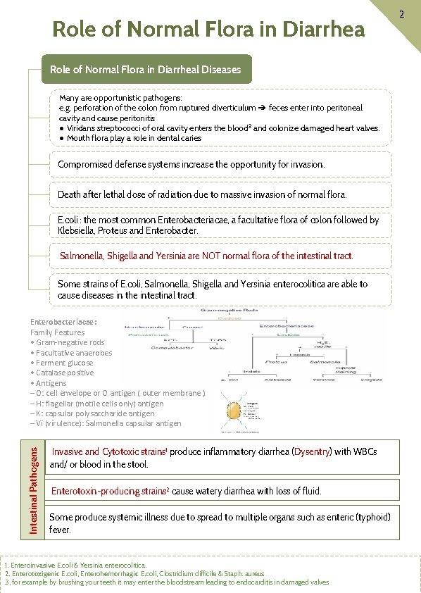 Role of Normal Flora in Diarrheal Diseases Many are opportunistic pathogens: e. g. perforation