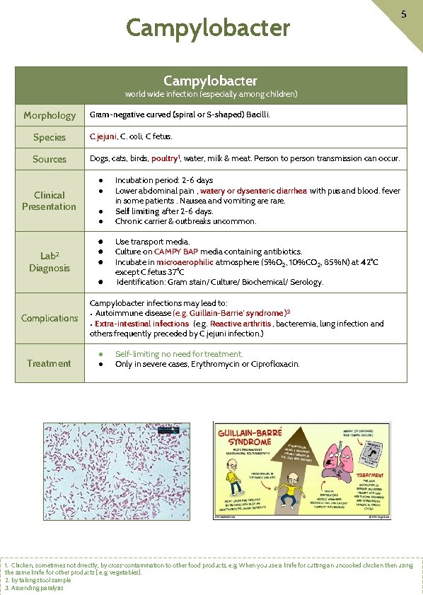 Campylobacter 5 Campylobacter world wide infection (especially among children) Morphology Gram-negative curved (spiral or