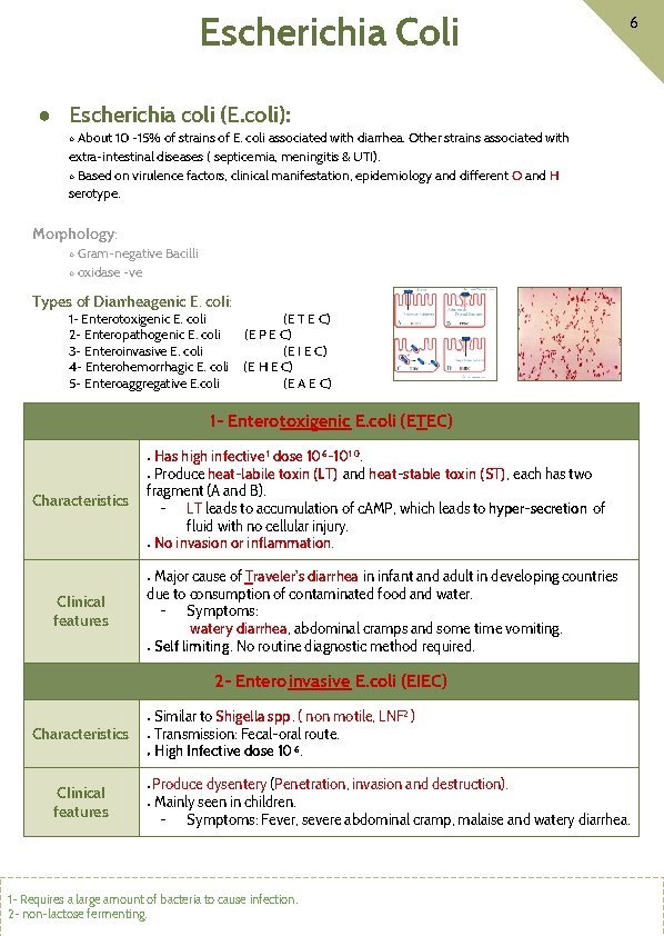 Escherichia Coli 6 ● Escherichia coli (E. coli): About 10 -15% of strains of