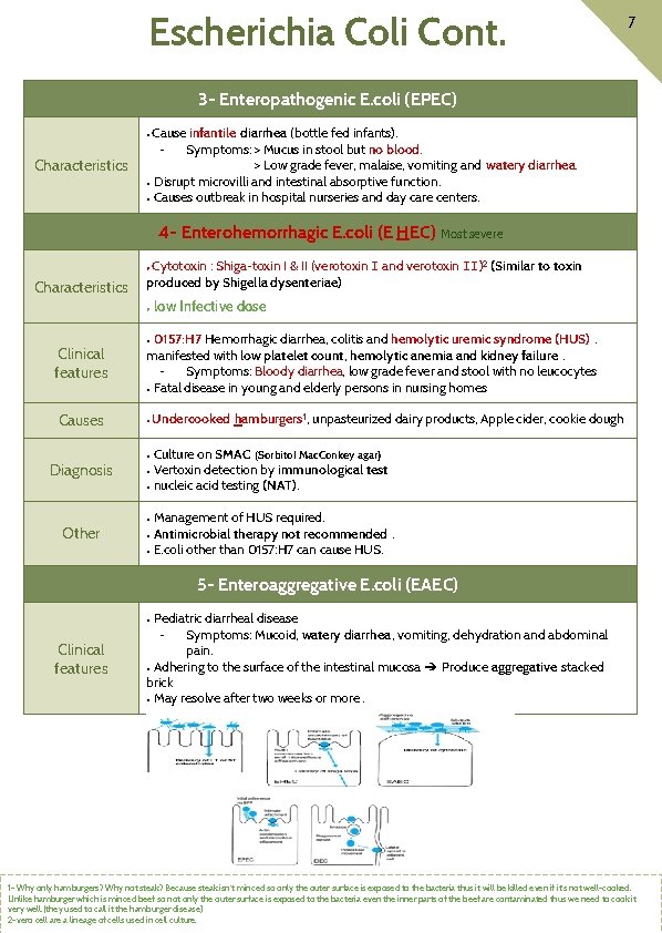 Escherichia Coli Cont. 7 3 - Enteropathogenic E. coli (EPEC) Cause infantile diarrhea (bottle