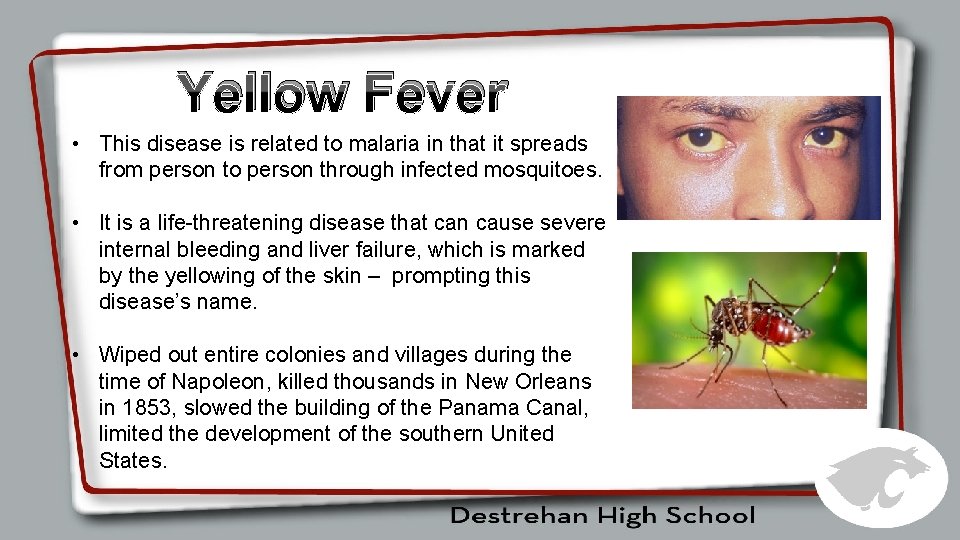 Yellow Fever • This disease is related to malaria in that it spreads from