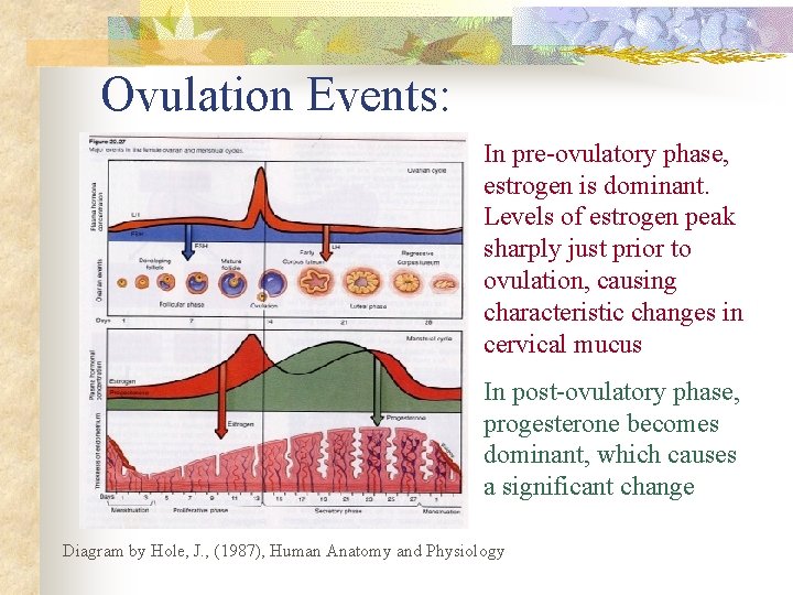 Ovulation Events: In pre-ovulatory phase, estrogen is dominant. Levels of estrogen peak sharply just